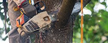 Best Tree Cabling and Bracing  in Waterloo, IL