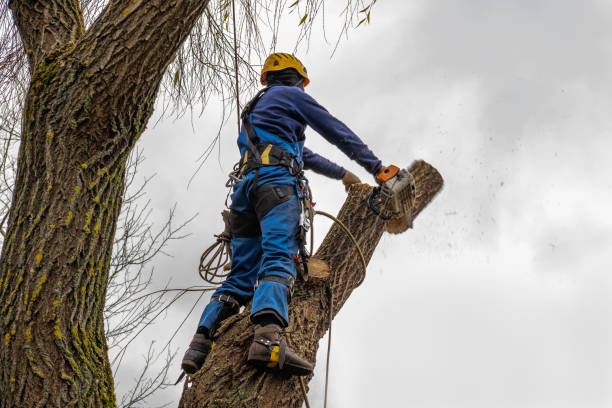 How Our Tree Care Process Works  in  Waterloo, IL